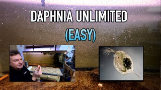 How I Raise Daphnia Water Fleas And You Can Too [upl. by Hynda912]