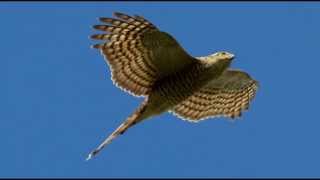 Sparrowhawk Bird Call Bird Song [upl. by Lishe898]