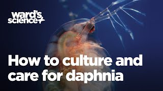 Caring and Culturing for Daphnia [upl. by Tekla555]