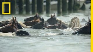 Watch Famous Ponies Swim in Chincoteague Island Tradition  National Geographic [upl. by Ali23]