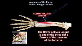 Anatomy Of the Flexor Pollicis Longus Muscle  Everything You Need To Know  Dr Nabil Ebraheim [upl. by Janicki]