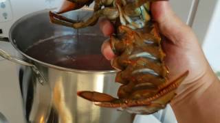 Lobster Going Into Pot [upl. by Harmony836]