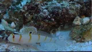 Alpheus bellulus Tiger pistol shrimp  Amblyeleotris randalli Randalls prawngoby [upl. by Rubia]