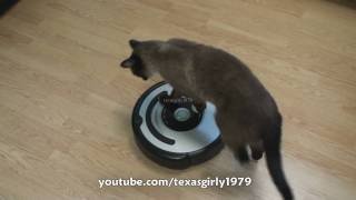 Cat shows HOW TO use iRobot Roomba Vacuum [upl. by Oilut]