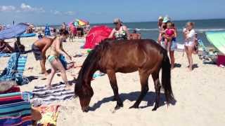 Assateague Island Maryland Wild Horses Ponies terrorizing tourists [upl. by Parent]