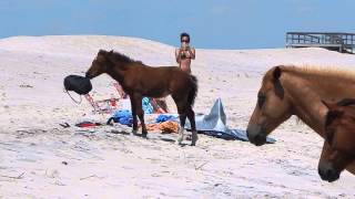 Assateague Island Pony [upl. by Petulah216]