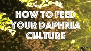 How To Feed Your Daphnia Culture [upl. by Nlyak329]