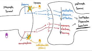 Stimulants Ritalin and Adderall Explained in 3 Minutes [upl. by Droffig]