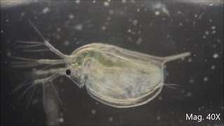 Daphnia magna under the Microscope [upl. by Felder]