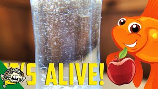 How to culture Vinegar Eels The EASY Way Live Fish Food [upl. by Tnarud750]