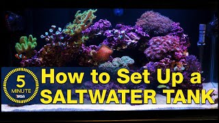 Saltwater aquarium setup  A simple easy guide in 5 minute steps [upl. by Nennahs232]