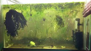 Scuds Daphnia Cherry Shrimp Copepods My aquatic food culture [upl. by Raseta]