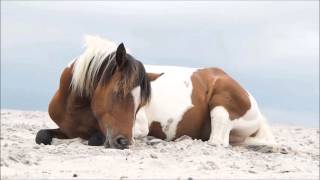 A Day On Assateague Island [upl. by Naelopan]