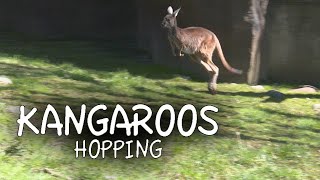 Kangaroos Hopping [upl. by Parrisch]