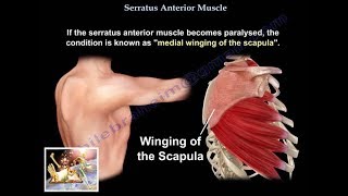 Serratus Anterior Muscle  Everything You Need To Know  Dr Nabil Ebraheim [upl. by Mazman336]