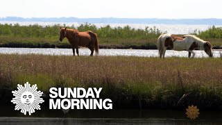 Nature Assateague Island [upl. by Crawford]