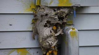 Hornet Nest Destruction Compilation [upl. by Wylie]