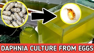 HOW TO HATCH DAPHNIA EGGS  HOW TO CULTURE DAPHNIA [upl. by Miuqaoj]