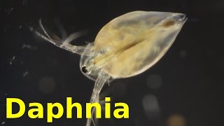 Daphnia [upl. by Ahsiemaj]