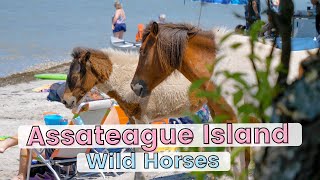 Looking for Wild Horses at Assateague Island National Seashore [upl. by Hamrnand]