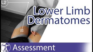 Dermatomes Lower Limb  Peripheral Neurological Examination [upl. by Oigres]