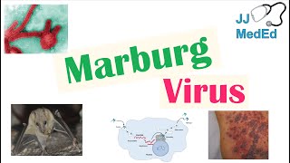 Marburg Virus Origins Transmission Pathophysiology Symptoms [upl. by Bryna]