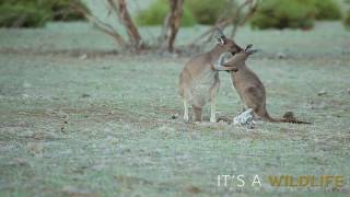 WESTERN GREY KANGAROO  Macropus fuliginosus [upl. by Sluiter]