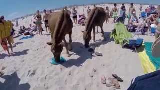 Assateague Island Wild Ponies on Beach [upl. by Nemajneb]