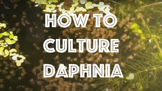 How To Culture Daphnia Magna [upl. by Rozalie]