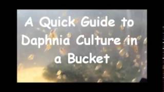 How to culture daphnia outside [upl. by Eetsirk]