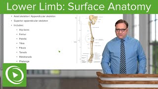 Lower Limb Surface Anatomy amp Osteology – Anatomy  Lecturio [upl. by Nairim]