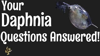 Daphnia Questions Answered [upl. by Naitirb]