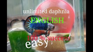 daphnia moina culture Easy way Unlimited production English  with sub Green water Chlorella [upl. by Alamap]