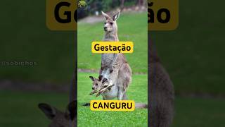 Gestação do canguru Os marsupiais gigantes da Austrália canguru [upl. by Nilya]