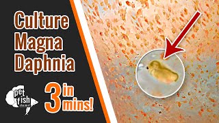 How to culture DAPHNIA MAGNA  The easy way [upl. by Khajeh334]