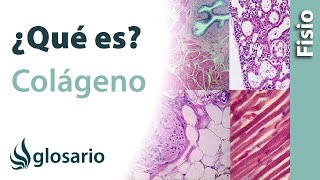 COLÁGENO  Qué es cómo se produce ubicación para qué sirve y por qué se disminuye esta proteína [upl. by Landers]