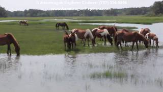 Assateague Island from Chincoteague [upl. by Icats]