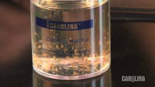 How to Care for Daphnia [upl. by Tecla]