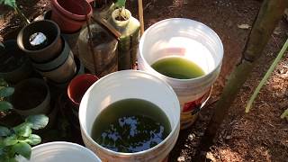 How to grow Green Water Algae [upl. by Ynneg]