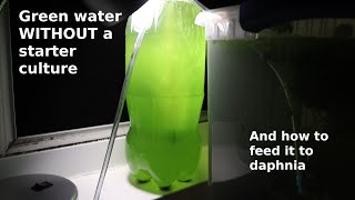 Green Water WITHOUT a Starter Culture  From Scratch  How To [upl. by Mata]