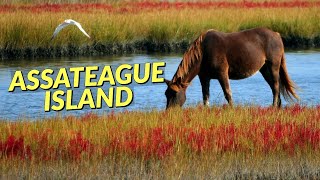 Exploring Assateague Island in Maryland  Wild Horses and Beach Camping at the Assateague State Park [upl. by Jephthah]