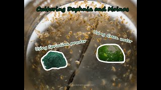 How To Culture Daphnia and Moinas using Green Water Spirulina powder [upl. by Nielsen]