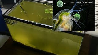 Raising Daphnia for the Freshwater Aquarium [upl. by Soisanahta955]