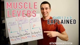 Muscle Levers 1st Class 2nd Class 3rd Class Explained [upl. by Auahsoj]