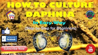 HOW TO CULTURE DAPHNIA In Easy Way [upl. by Ylim]